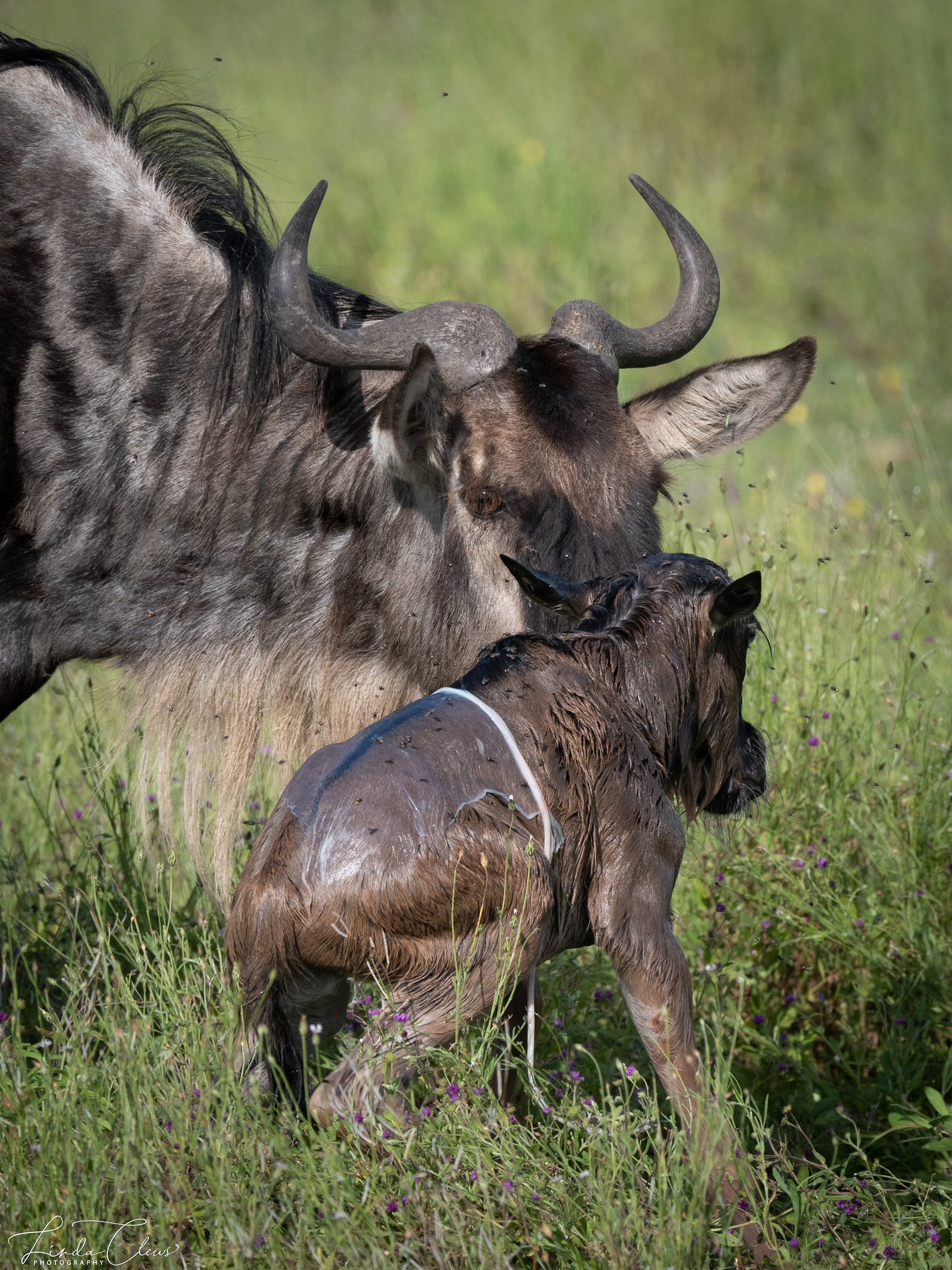Calving Season in the Southern Serengeti