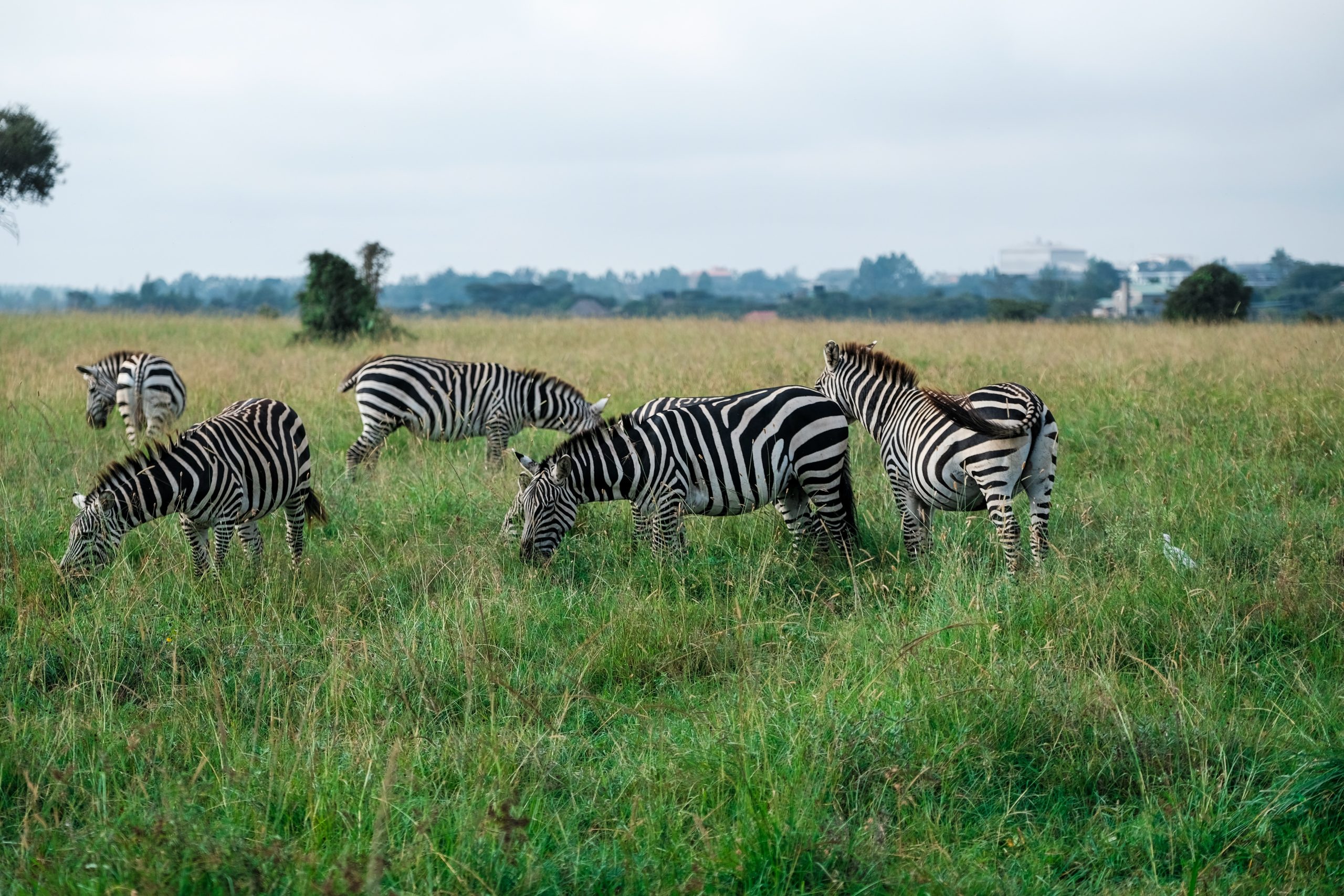 Green Season at serengeti